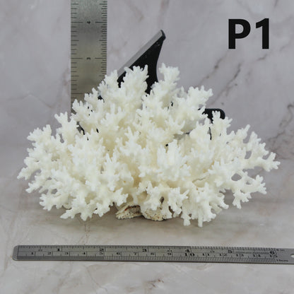 Lace Coral 5-7"