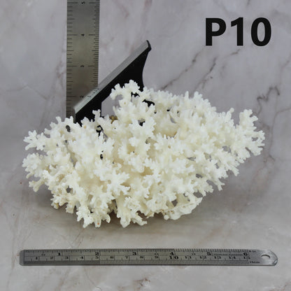 Lace Coral 5-7"