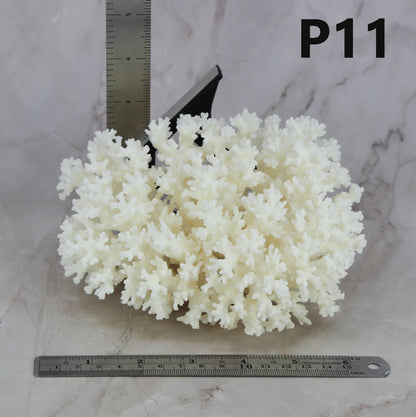 Lace Coral 5-7"