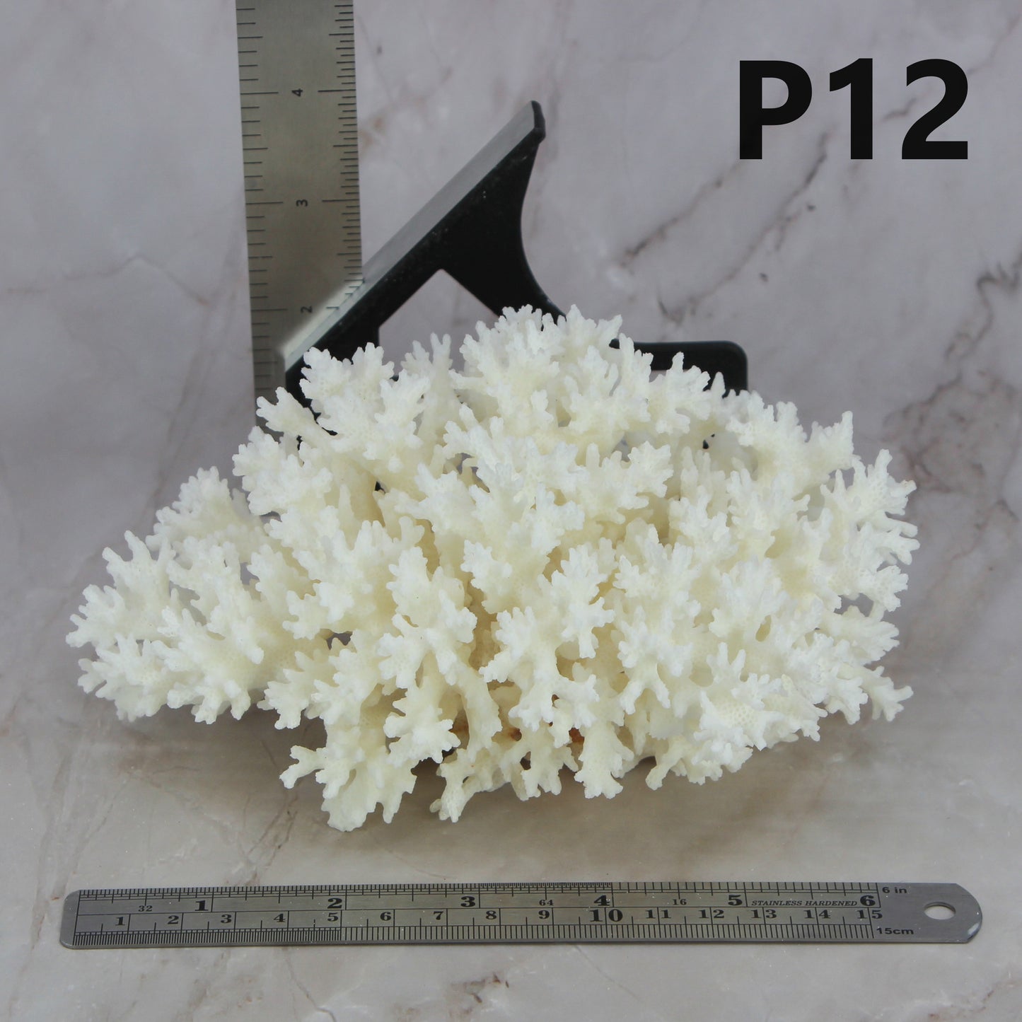 Lace Coral 5-7"