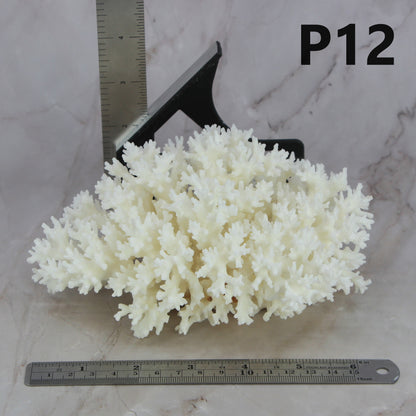 Lace Coral 5-7"