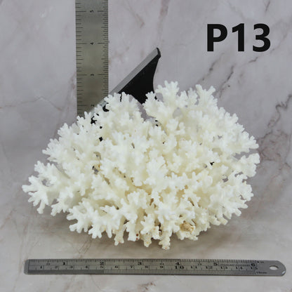 Lace Coral 5-7"