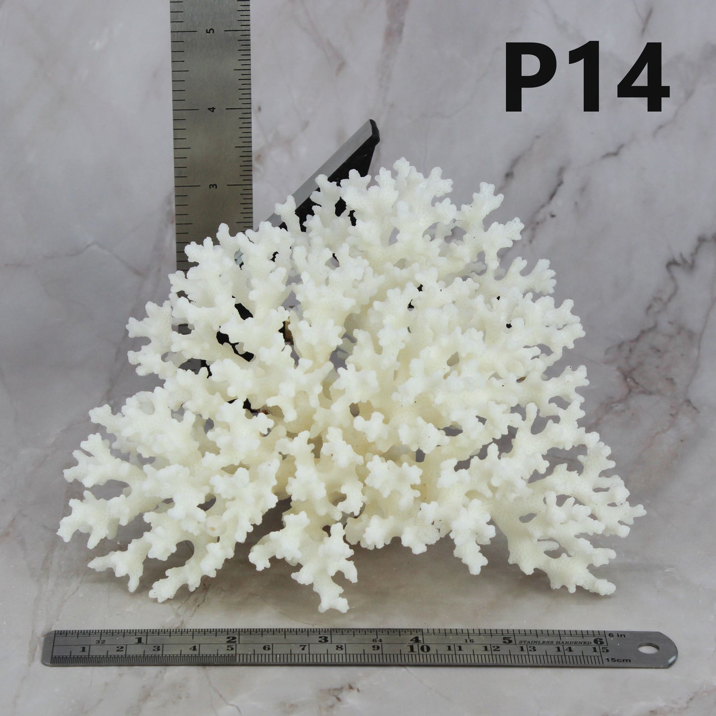 Lace Coral 5-7"