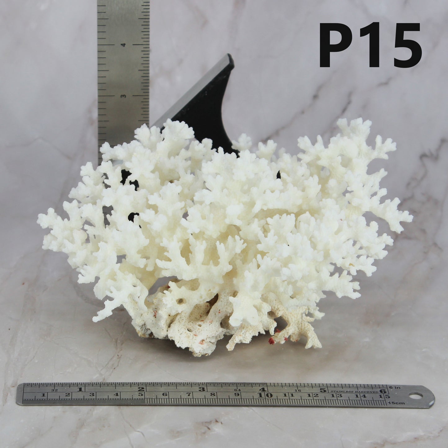 Lace Coral 5-7"