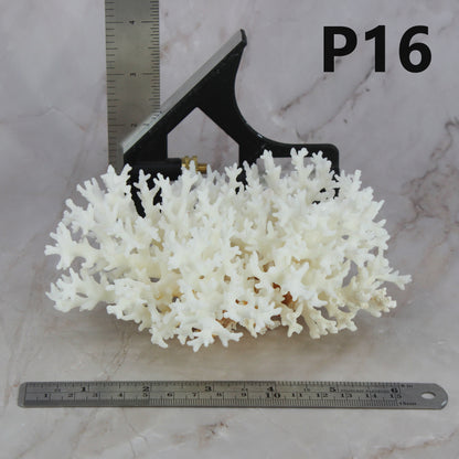 Lace Coral 5-7"