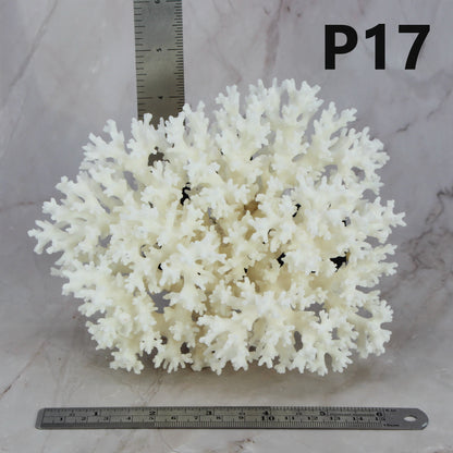 Lace Coral 5-7"