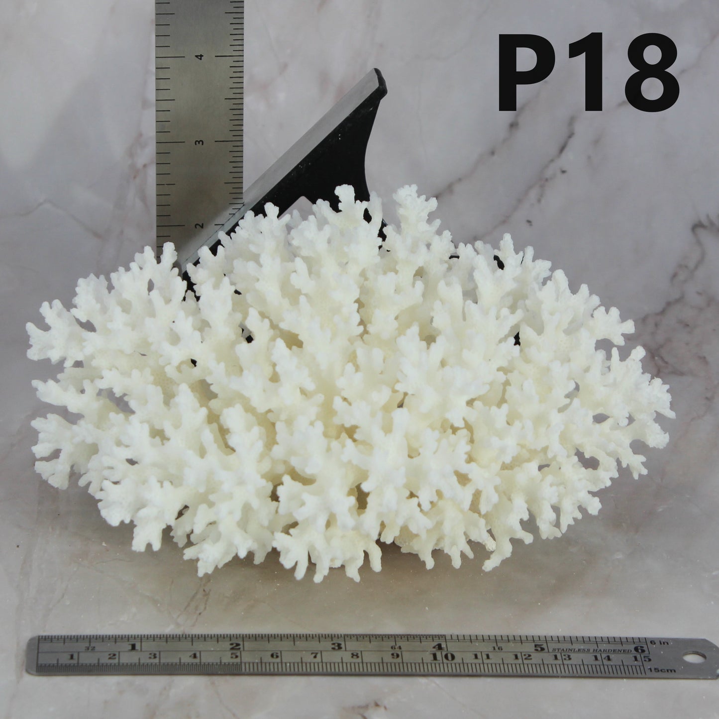 Lace Coral 5-7"