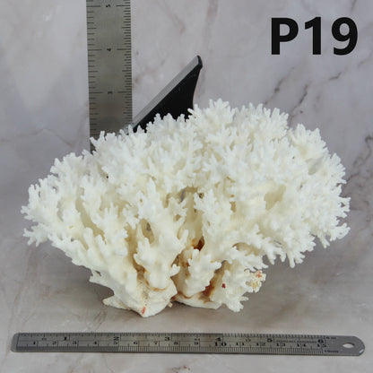 Lace Coral 5-7"