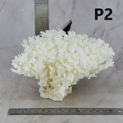 Lace Coral 5-7"