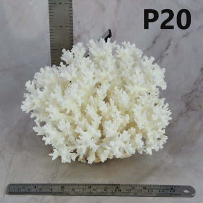 Lace Coral 5-7"