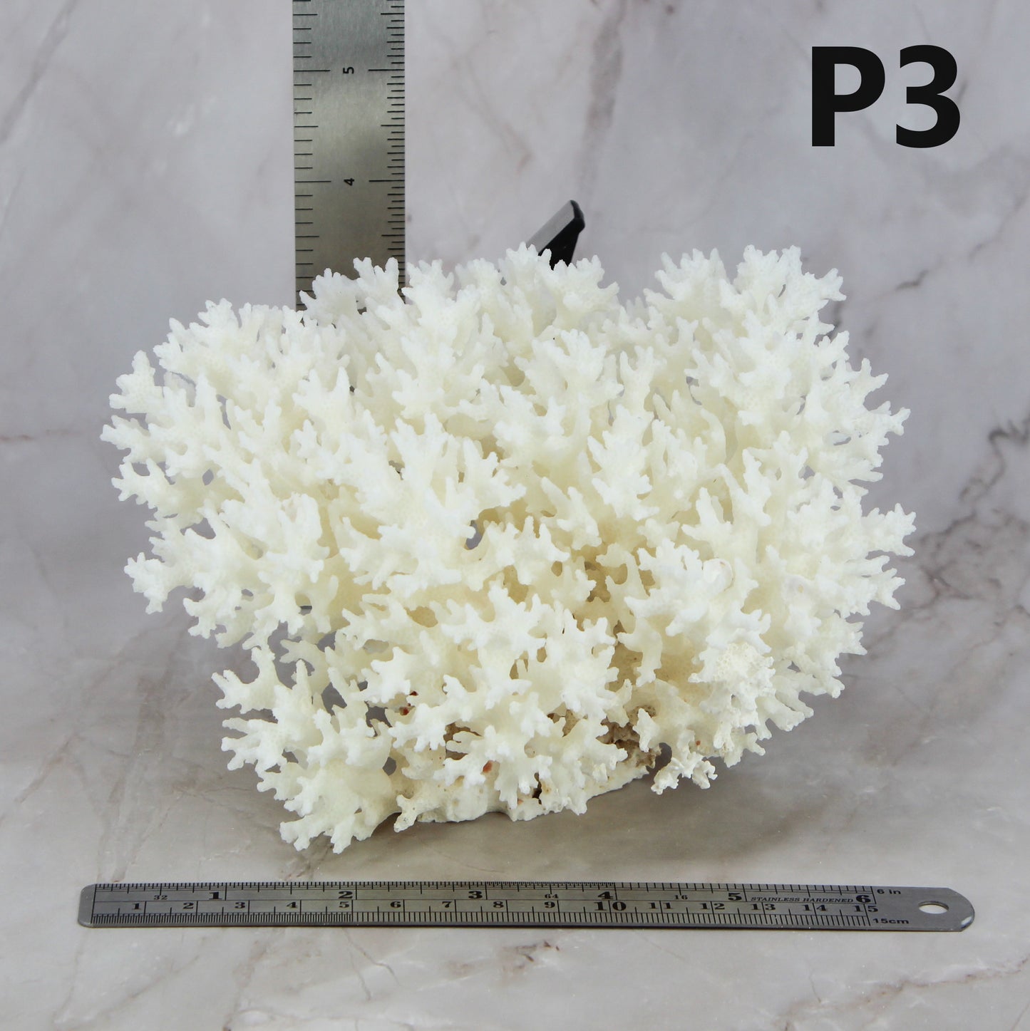 Lace Coral 5-7"