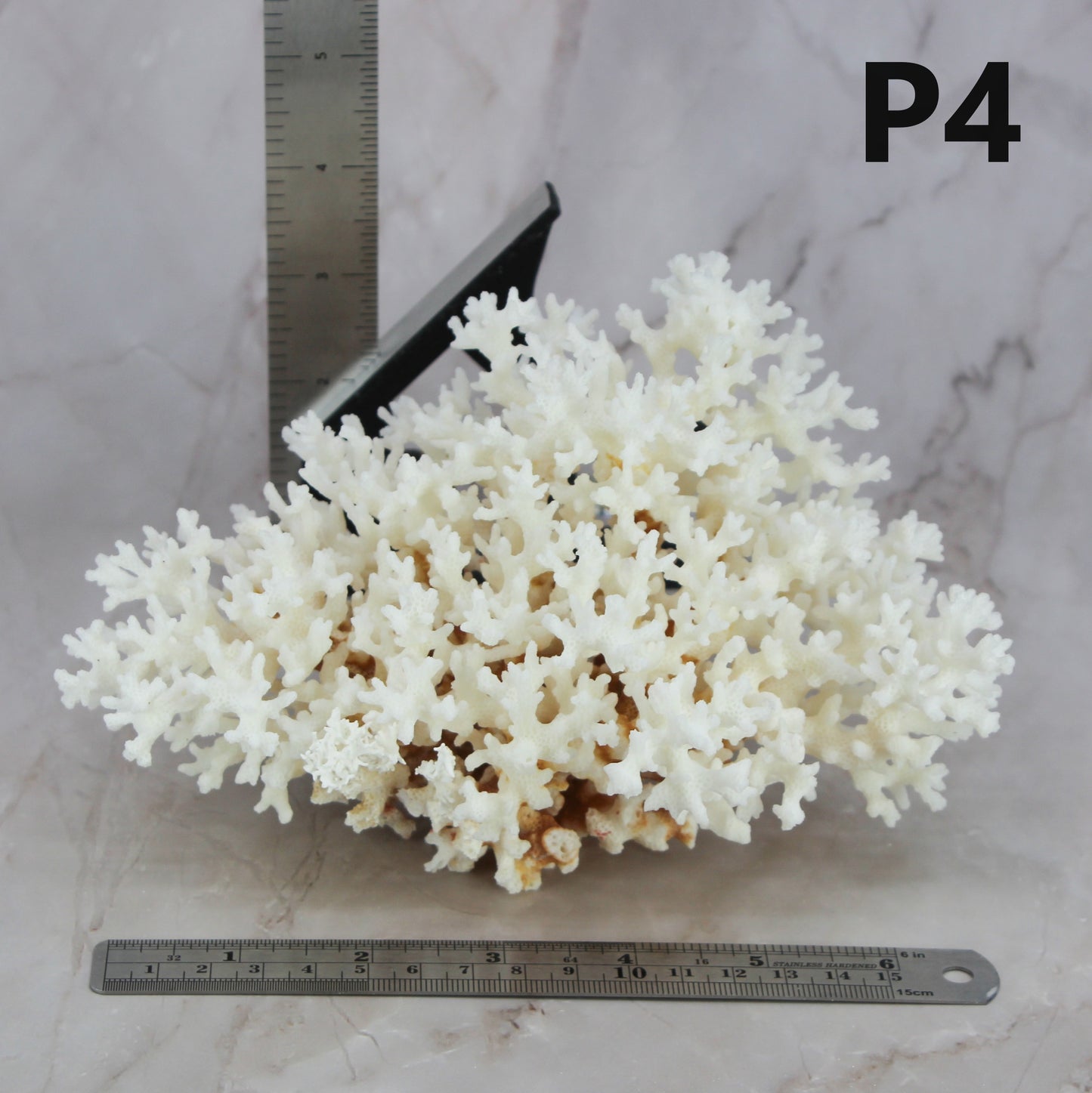 Lace Coral 5-7"