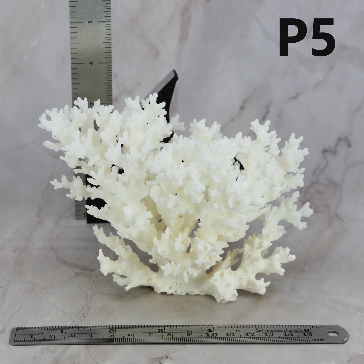 Lace Coral 5-7"