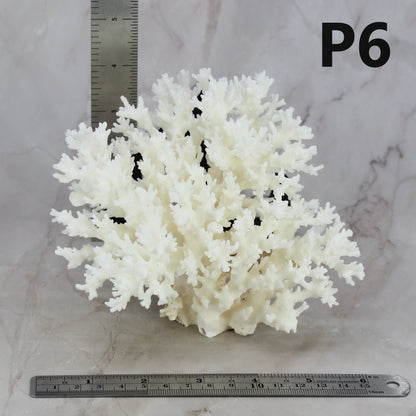 Lace Coral 5-7"