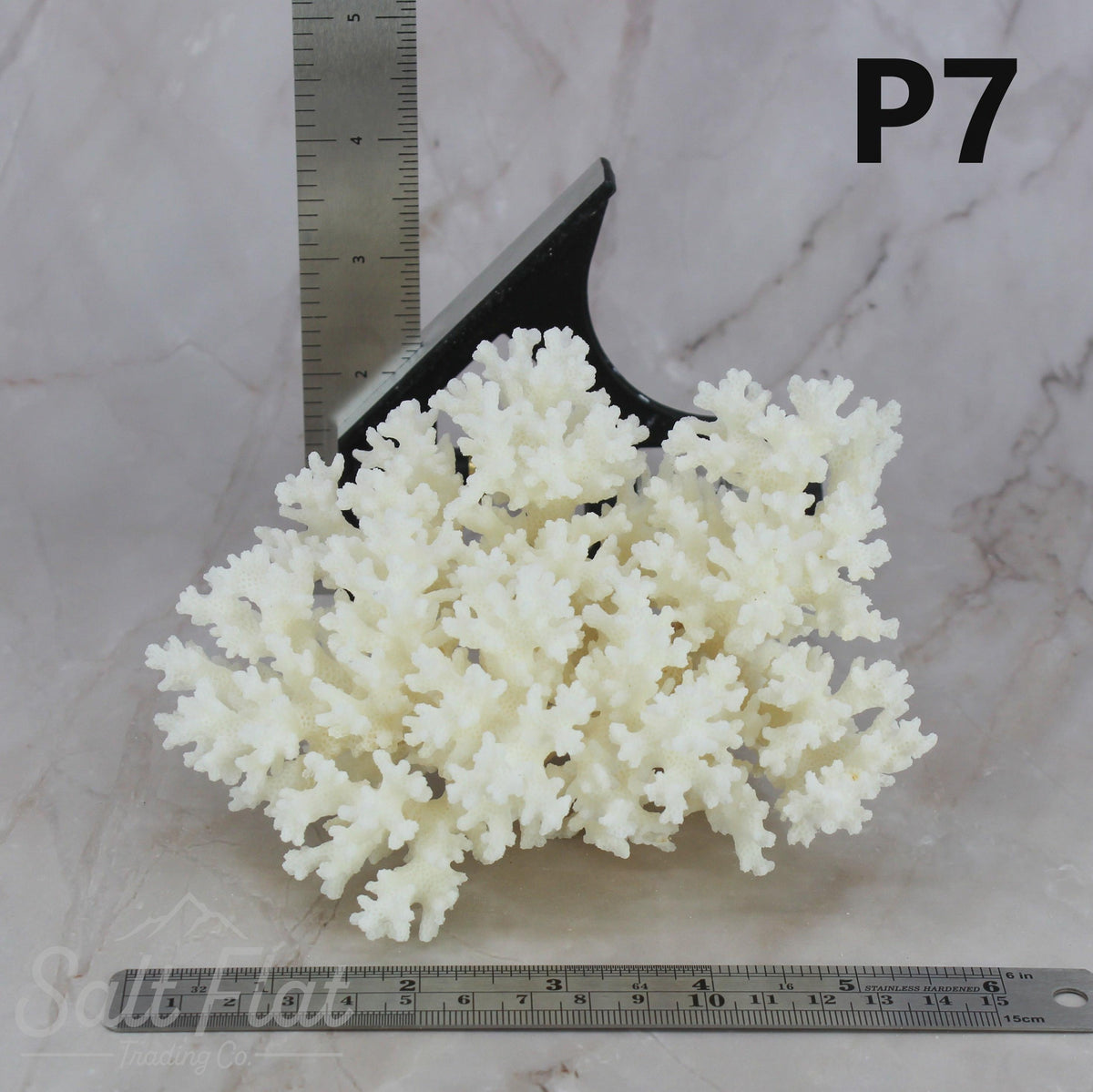 Lace Coral 5-7"