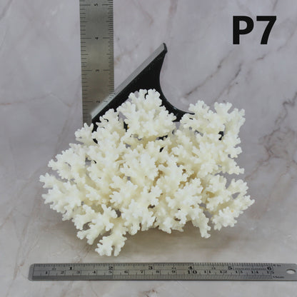 Lace Coral 5-7"