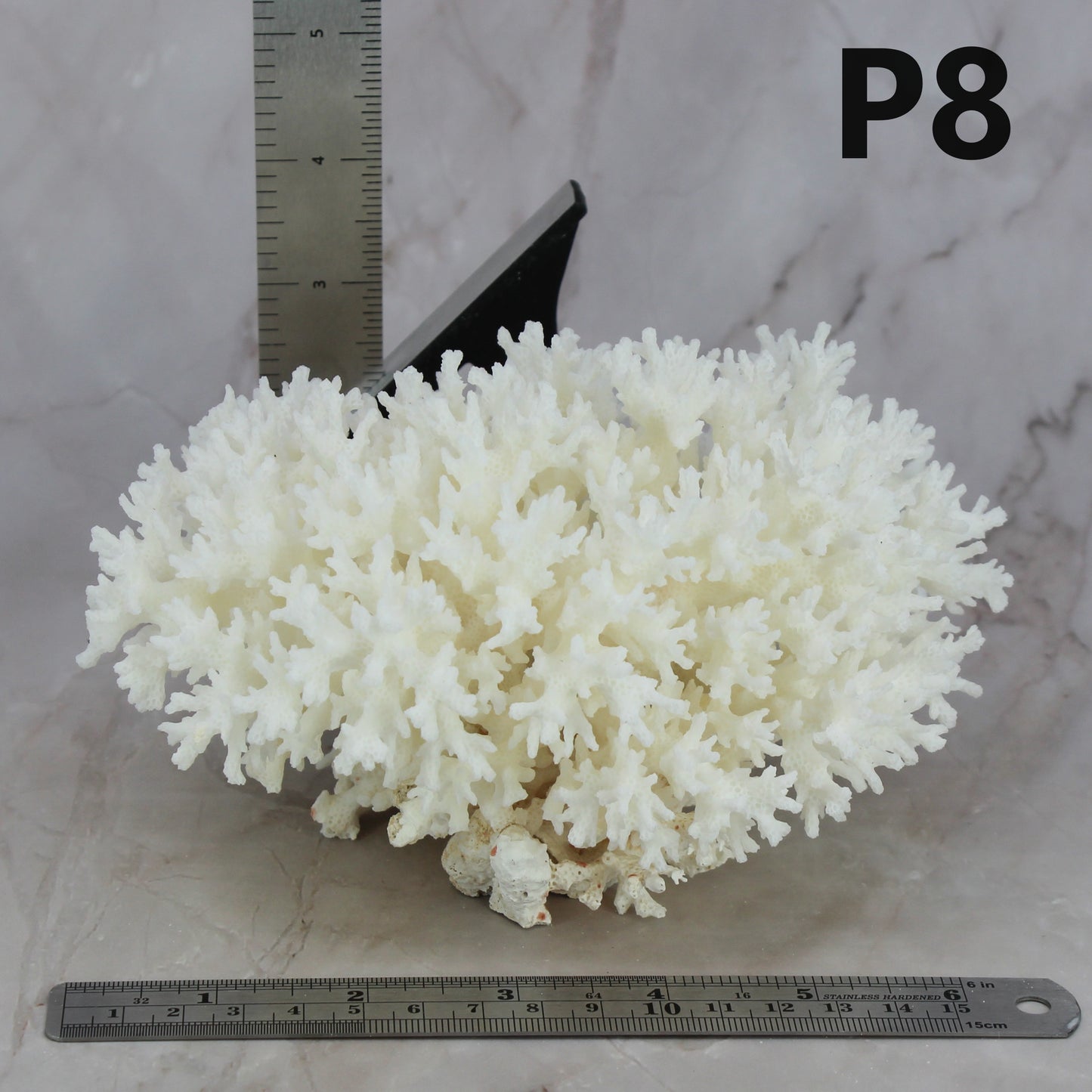 Lace Coral 5-7"