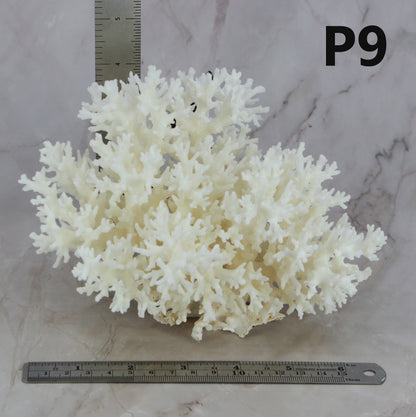 Lace Coral 5-7"