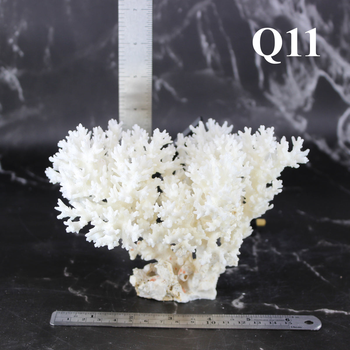 Lace Coral 5-7"