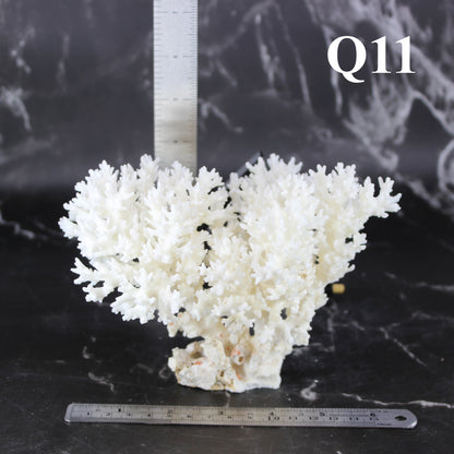 Lace Coral 5-7"