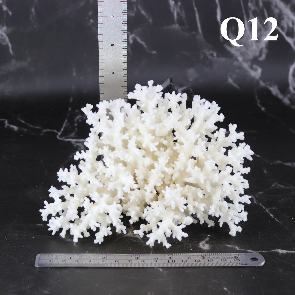 Lace Coral 5-7"