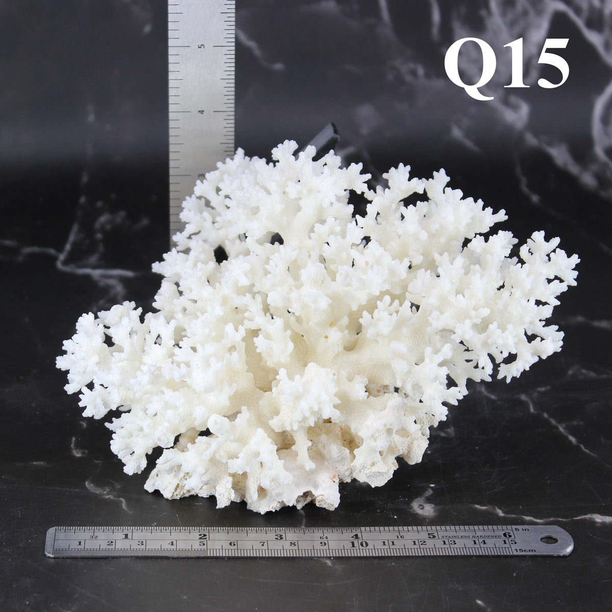 Lace Coral 5-7"