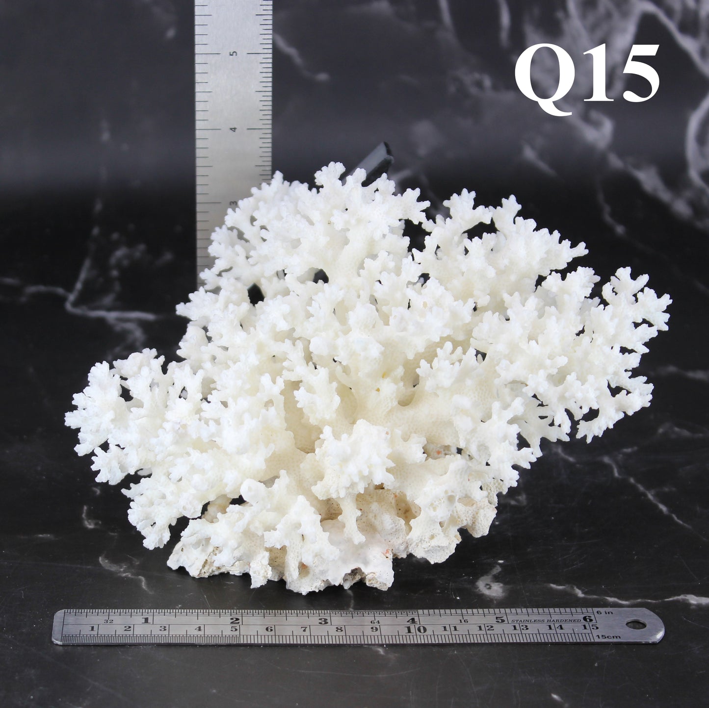 Lace Coral 5-7"