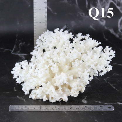 Lace Coral 5-7"