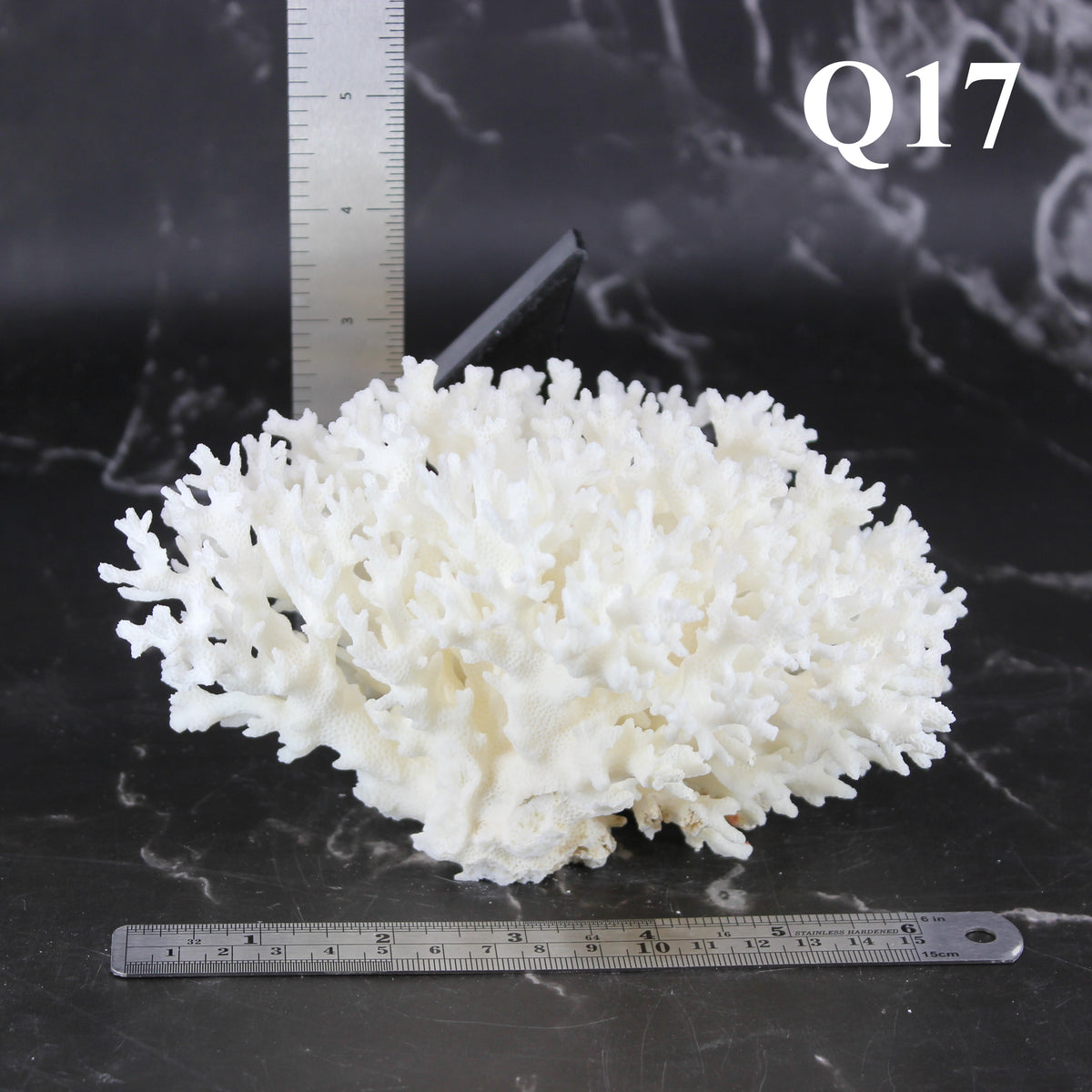 Lace Coral 5-7"