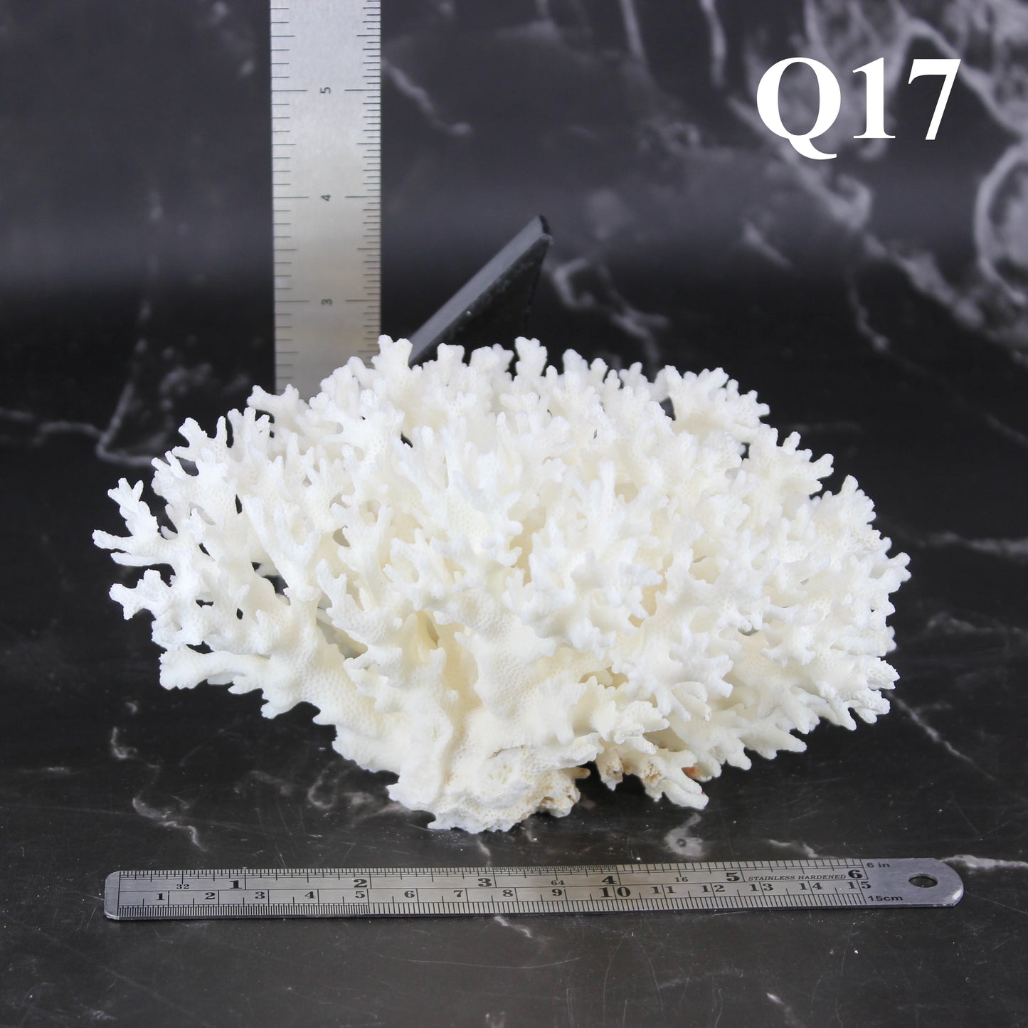 Lace Coral 5-7"