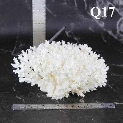 Lace Coral 5-7"
