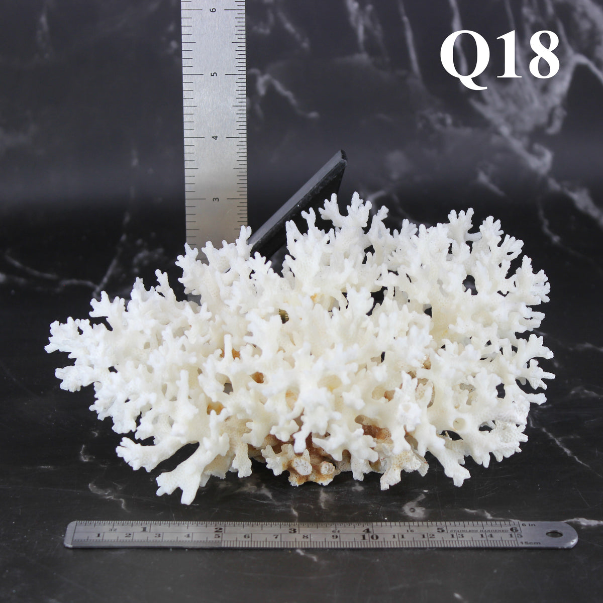 Lace Coral 5-7"