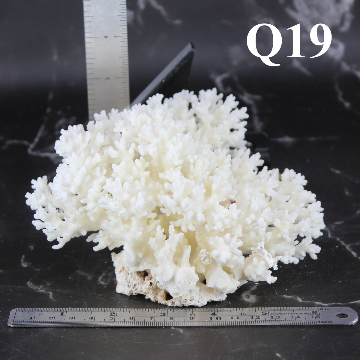 Lace Coral 5-7"