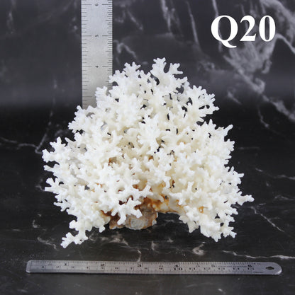 Lace Coral 5-7"