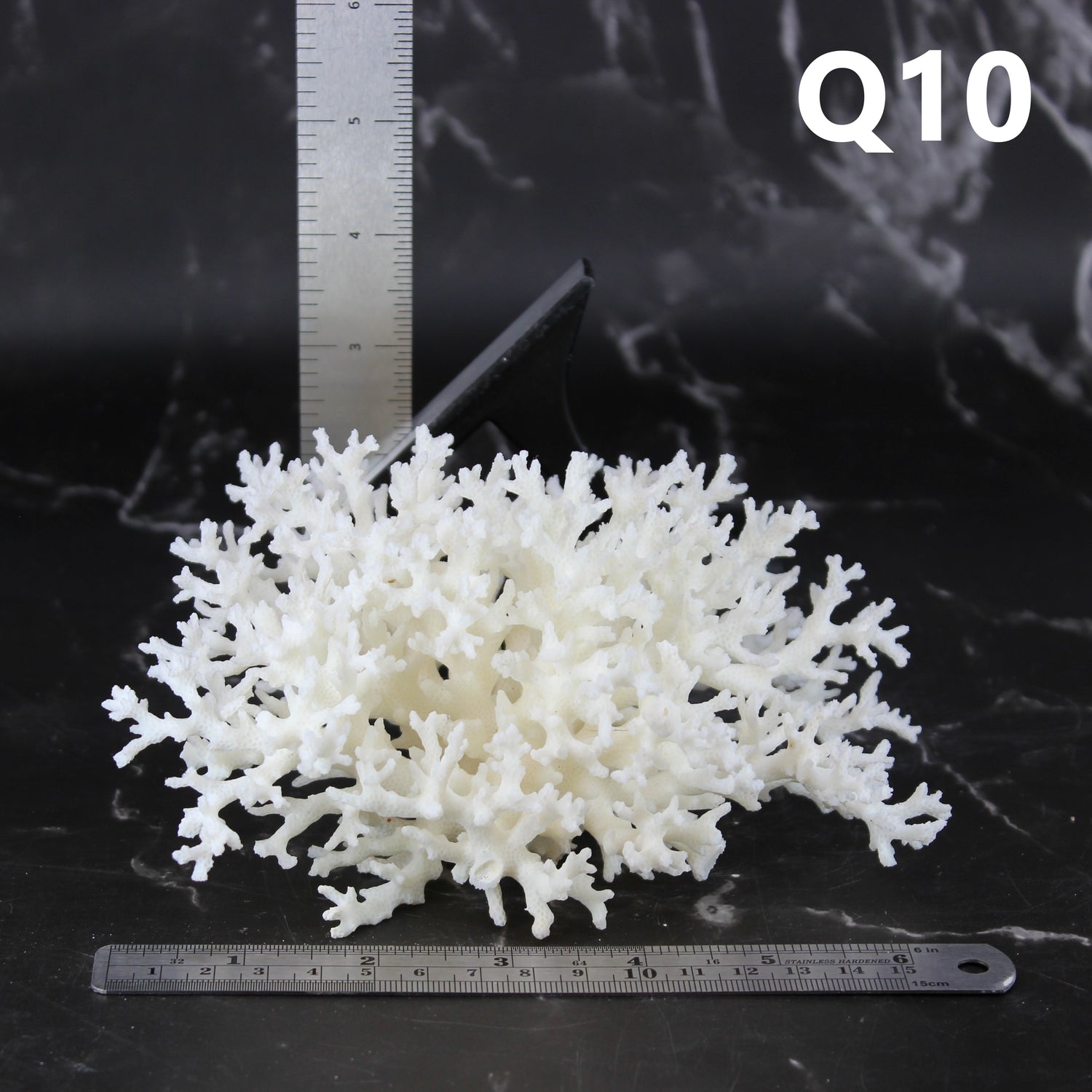 Lace Coral 5-7"