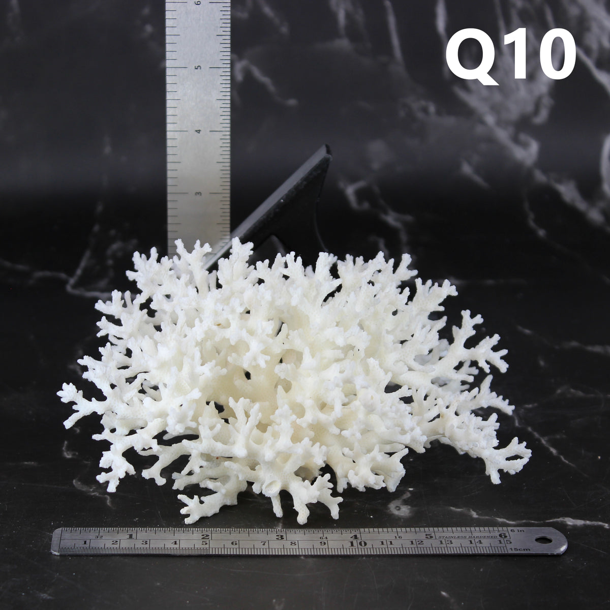 Lace Coral 5-7"