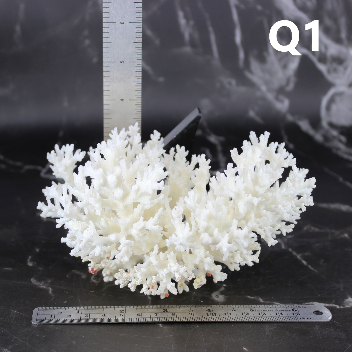Lace Coral 5-7"