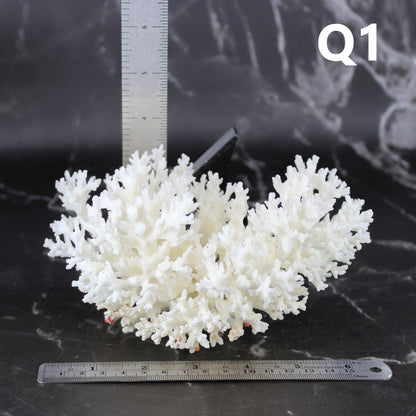 Lace Coral 5-7"