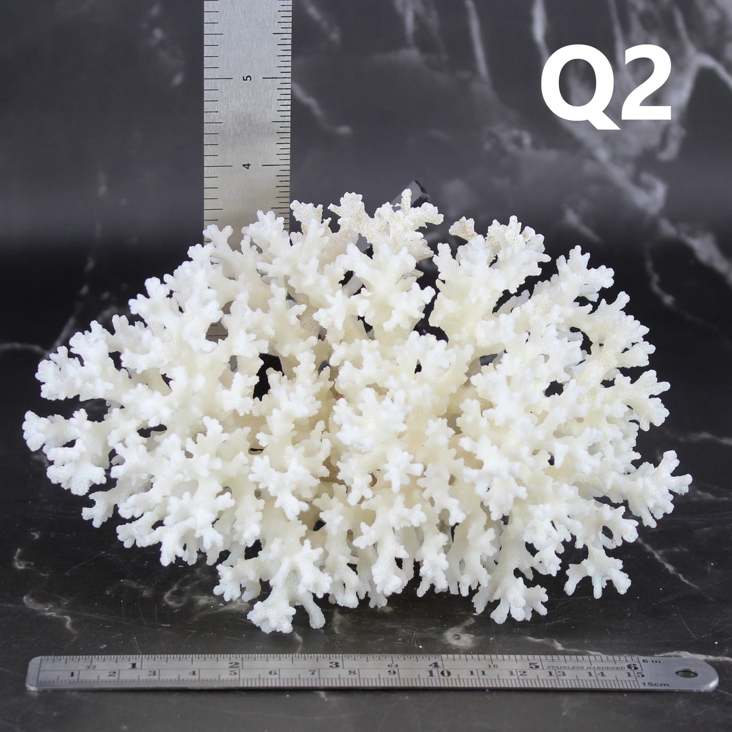 Lace Coral 5-7"