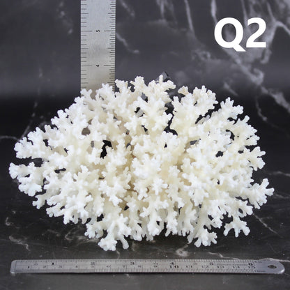 Lace Coral 5-7"