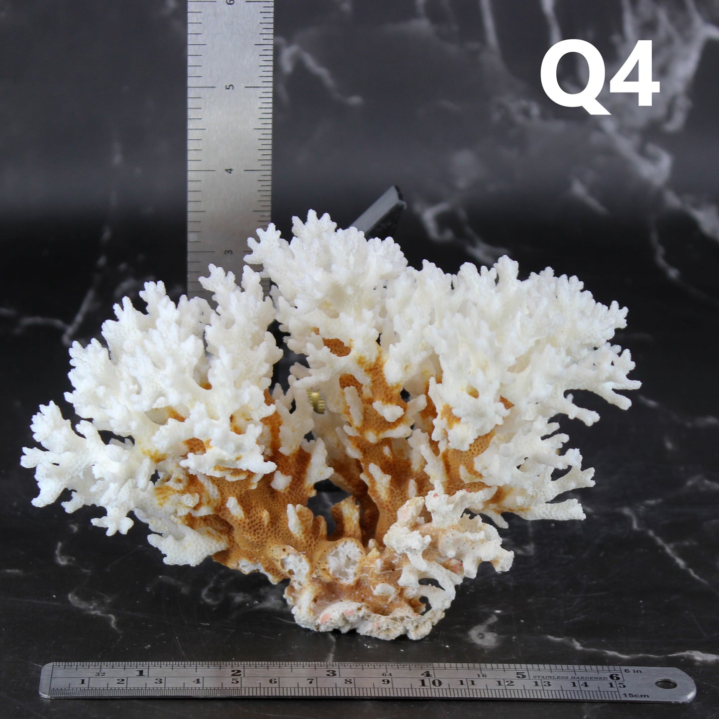 Lace Coral 5-7"