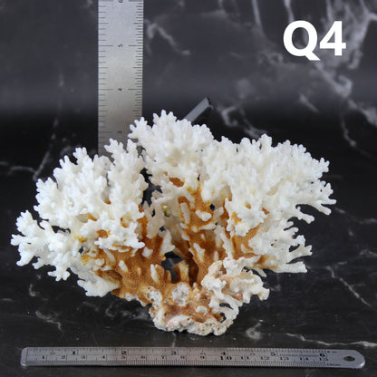 Lace Coral 5-7"
