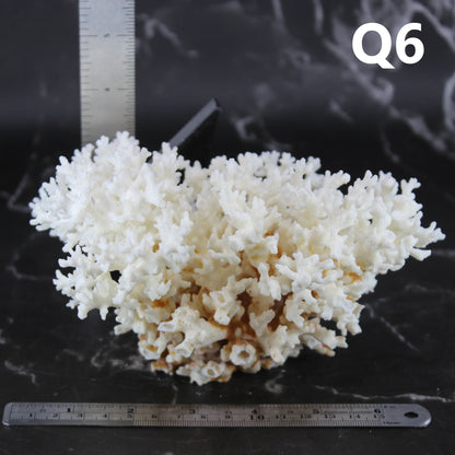 Lace Coral 5-7"