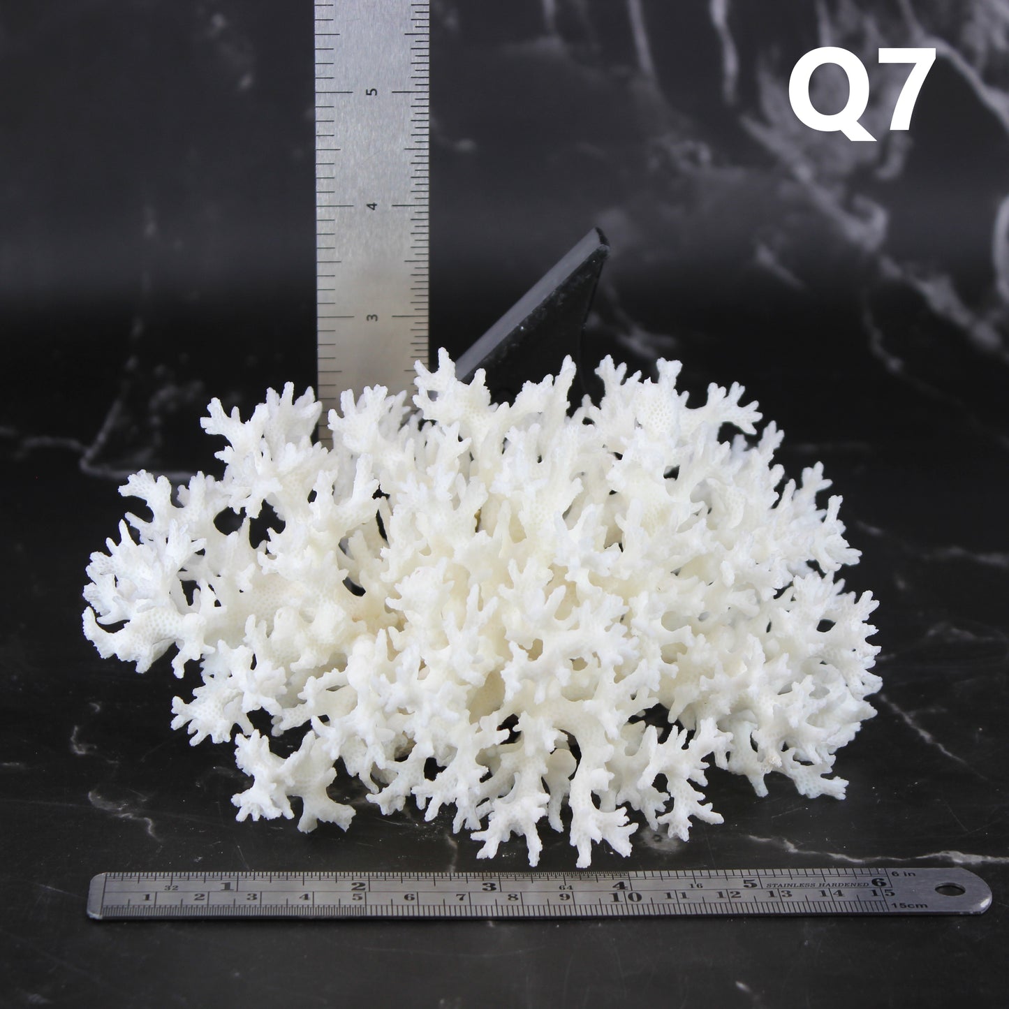 Lace Coral 5-7"