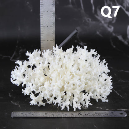 Lace Coral 5-7"