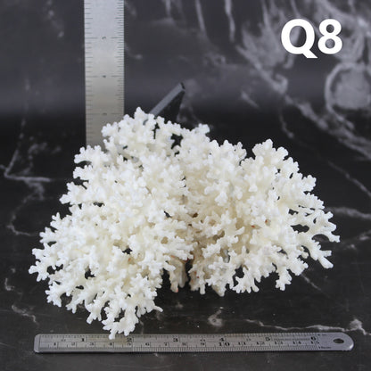 Lace Coral 5-7"