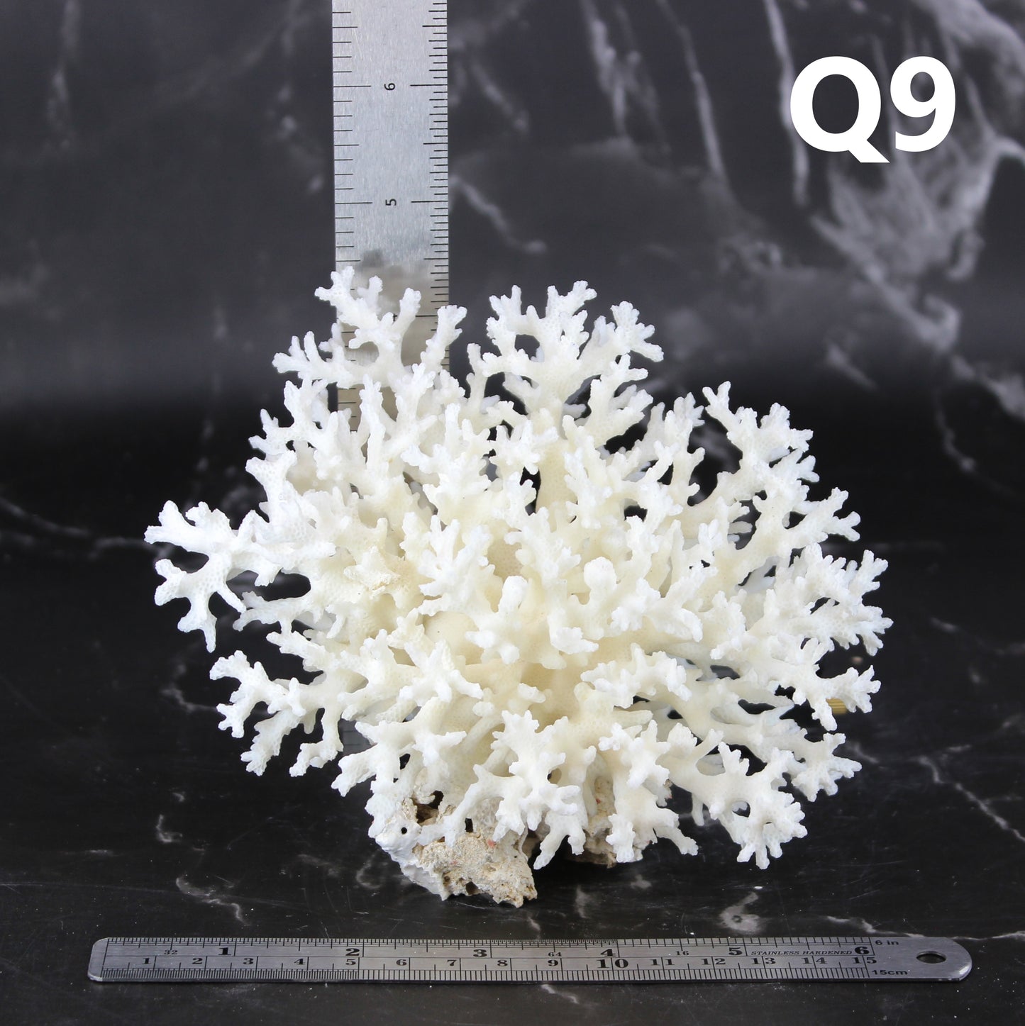 Lace Coral 5-7"