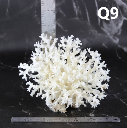Lace Coral 5-7"