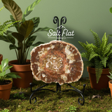 Petrified Wood Slabs 5-7"