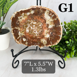 Petrified Wood Slabs 5-7"